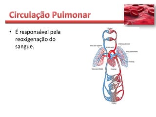 • É responsável pela
  reoxigenação do
  sangue.
 
