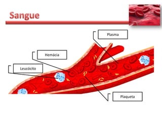 Plasma




            Hemácia


Leucócito




                               Plaqueta
 