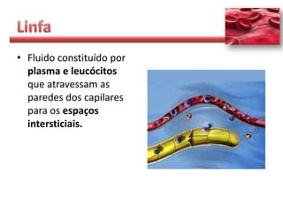 • Fluido constituído por
  plasma e leucócitos
  que atravessam as
  paredes dos capilares
  para os espaços
  intersticiais.
 