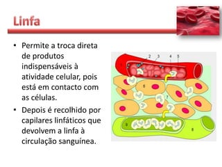 • Permite a troca direta
  de produtos
  indispensáveis à
  atividade celular, pois
  está em contacto com
  as células.
• Depois é recolhido por
  capilares linfáticos que
  devolvem a linfa à
  circulação sanguínea.
 