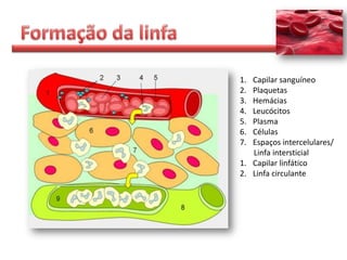 1. Capilar sanguíneo
2. Plaquetas
3. Hemácias
4. Leucócitos
5. Plasma
6. Células
7. Espaços intercelulares/
   Linfa intersticial
1. Capilar linfático
2. Linfa circulante
 
