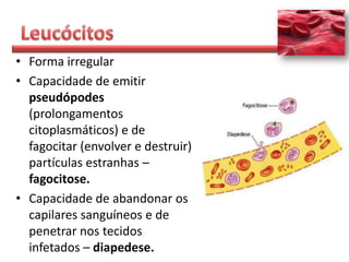 • Forma irregular
• Capacidade de emitir
  pseudópodes
  (prolongamentos
  citoplasmáticos) e de
  fagocitar (envolver e destruir)
  partículas estranhas –
  fagocitose.
• Capacidade de abandonar os
  capilares sanguíneos e de
  penetrar nos tecidos
  infetados – diapedese.
 