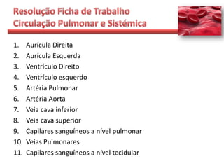 1.    Aurícula Direita
2.    Aurícula Esquerda
3.    Ventrículo Direito
4.    Ventrículo esquerdo
5.    Artéria Pulmonar
6.    Artéria Aorta
7.    Veia cava inferior
8.    Veia cava superior
9.    Capilares sanguíneos a nível pulmonar
10.   Veias Pulmonares
11.   Capilares sanguíneos a nível tecidular
 
