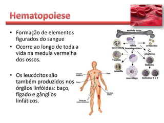 • Formação de elementos
  figurados do sangue
• Ocorre ao longo de toda a
  vida na medula vermelha
  dos ossos.

• Os leucócitos são
  também produzidos nos
  órgãos linfóides: baço,
  fígado e gânglios
  linfáticos.
 