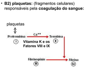 • B2) plaquetas: (fragmentos celulares)
  responsáveis pela coagulação do sangue:


  plaquetas



          Vitamina K e os
          Fatores VIII e IX
 