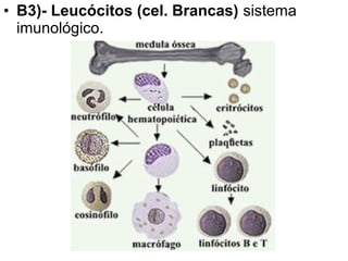 • B3)- Leucócitos (cel. Brancas) sistema
  imunológico.
 