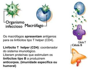 Os macrófagos apresentam antígenos
para os linfócitos tipo T helper (CD4).

Linfócito T helper (CD4): coordenador
do sistema imunológico.
Liberam proteínas que estimulam os
linfócitos tipo B a produzirem
anticorpos. (imunidade específica ou
humoral)
 