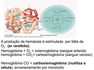 A produção de hemácias é estimulada por falta de
O2 (ar rarefeito).
Hemoglobina + O2 = oxiemoglobina (sangue arterial)
hemoglobina + CO2= carboemoglobina (sangue venoso)

Hemoglobina CO + carboxiemoglobina (inutiliza a
célula), envenenamento por monóxido
 