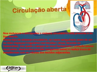 Nos moluscos e artrópodes o sistema circulatório está presente é do
tipo aberto.
Nesse tipo de sistema circulatório, os vasos sanguíneos saem de um
ou mais espaços irregulares nos tecidos ( sinus, lacunas ou
hemocelas), nos quais o sangue se move lentamente ( coração pouco
musculoso, desenvolve pressão sanguínea baixa) e realiza troca de
substâncias com as células dos tecidos adjacentes.
 
