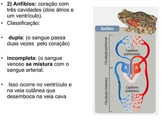 • 2) Anfíbios: coração com
  três cavidades (dois átrios e
  um ventrículo).
• Classificação:

•    dupla: (o sangue passa
    duas vezes pelo coração)

• incompleta: (o sangue
  venoso se mistura com o
  sangue arterial.

•    Isso ocorre no ventrículo e
    na veia cutânea que
    desemboca na veia cava
 