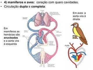 • 4) mamíferos e aves: coração com quaro cavidades.
• Circulação dupla e completa:

                                               Em aves a
                                               aorta vira à
                                               direita


  Em
  mamíferos as
  hemácias são
  anucleadas
  e a aorta vira
  à esquerda
 
