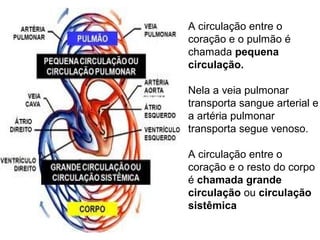 A circulação entre o
coração e o pulmão é
chamada pequena
circulação.

Nela a veia pulmonar
transporta sangue arterial e
a artéria pulmonar
transporta segue venoso.

A circulação entre o
coração e o resto do corpo
é chamada grande
circulação ou circulação
sistêmica
 