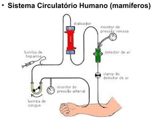 • Sistema Circulatório Humano (mamíferos)
 