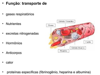 • Função: transporte de

• gases respiratórios

• Nutrientes

• excretas nitrogenadas

• Hormônios

• Anticorpos

• calor

•   proteínas específicas (fibrinogênio, heparina e albumina)
 