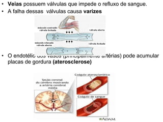 • Veias possuem válvulas que impede o refluxo de sangue.
• A falha dessas válvulas causa varizes




• O endotélio dos vasos (principalmente artérias) pode acumular
  placas de gordura (aterosclerose)
 