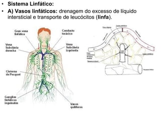 • Sistema Linfático:
• A) Vasos linfáticos: drenagem do excesso de líquido
  intersticial e transporte de leucócitos (linfa).
 