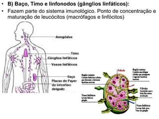 • B) Baço, Timo e linfonodos (gânglios linfáticos):
• Fazem parte do sistema imunológico. Ponto de concentração e
  maturação de leucócitos (macrófagos e linfócitos)
 