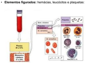 • Elementos figurados: hemácias, leucócitos e plaquetas:
 