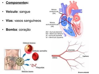 • Componentes:

• Veículo: sangue

• Vias: vasos sanguíneos

• Bomba: coração
 