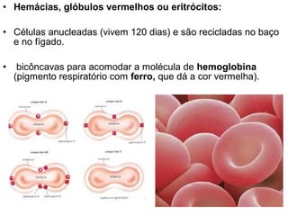 • Hemácias, glóbulos vermelhos ou eritrócitos:

• Células anucleadas (vivem 120 dias) e são recicladas no baço
  e no fígado.

•    bicôncavas para acomodar a molécula de hemoglobina
    (pigmento respiratório com ferro, que dá a cor vermelha).
 