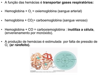 • A função das hemácias é transportar gases respiratórios:

• Hemoglobina + O2 = oxiemoglobina (sangue arterial)

• hemoglobina + CO2= carboemoglobina (sangue venoso)

• Hemoglobina + CO = carboxiemoglobina : inutiliza a célula,
  (envenenamento por monóxido).

• A produção de hemácias é estimulada por falta de pressão de
  O2 (ar rarefeito).
 