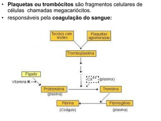 • Plaquetas ou trombócitos são fragmentos celulares de
  células chamadas megacariócitos.
• responsáveis pela coagulação do sangue:
 