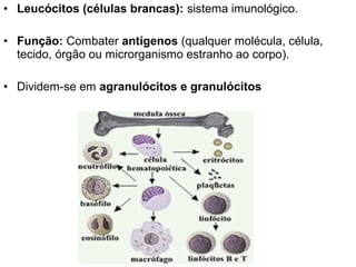 • Leucócitos (células brancas): sistema imunológico.

• Função: Combater antígenos (qualquer molécula, célula,
  tecido, órgão ou microrganismo estranho ao corpo).

• Dividem-se em agranulócitos e granulócitos
 