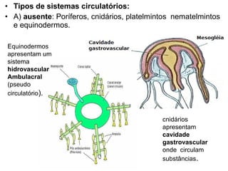 • Tipos de sistemas circulatórios:
• A) ausente: Poríferos, cnidários, platelmintos nematelmintos
  e equinodermos.

Equinodermos
apresentam um
sistema
hidrovascular
Ambulacral
(pseudo
circulatório).



                                             cnidários
                                             apresentam
                                             cavidade
                                             gastrovascular
                                             onde circulam
                                             substâncias.
 