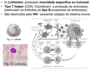 • b) Linfócitos: produzem imunidade específica ou humoral:
• Tipo T helper (CD4): Coordenam a produção de anticorpos.
  (estimulam os linfócitos do tipo B produtores de anticorpos).
• São destruídos pelo HIV causando colapso do sistema imune.
 