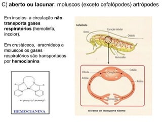 C) aberto ou lacunar: moluscos (exceto cefalópodes) artrópodes

Em insetos a circulação não
transporta gases
respiratórios (hemolinfa,
incolor).

Em crustáceos, aracnídeos e
moluscos os gases
respiratórios são transportados
por hemocianina
 