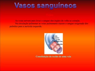 Veias
As veias servem para levar o sangue dos órgãos de volta ao coração.
Na circulação pulmonar as veias pulmonares trazem o sangue oxigenado dos
pulmões para a aurícula esquerda.
Constituição do tecido de uma veia
 