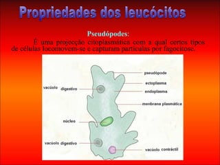 Pseudópodes:
É uma projecção citoplasmática com a qual certos tipos
de células locomovem-se e capturam partículas por fagocitose.
 