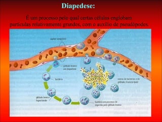 É um processo pelo qual certas células englobam
partículas relativamente grandes, com o auxílio de pseudópodes.
Diapedese:
 