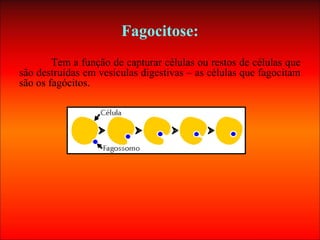 Fagocitose:
Tem a função de capturar células ou restos de células que
são destruídas em vesículas digestivas – as células que fagocitam
são os fagócitos.
 