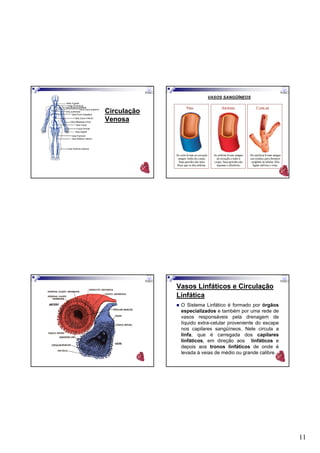 11
Circulação
Venosa
VASOS SANGÜÍNEOS
Vasos Linfáticos e Circulação
Linfática
O Sistema Linfático é formado por órgãos
especializados e também por uma rede de
vasos responsáveis pela drenagem de
líquido extra-celular proveniente do escape
nos capilares sangüíneos. Nele circula a
linfa, que é carregada dos capilares
linfáticos, em direção aos linfáticos e
depois aos tronos linfáticos de onde é
levada à veias de médio ou grande calibre.
 