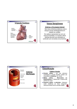 8
Irrigação Cardíaca Vasos Sangüíneos
Artérias e Circulação Arterial
São tubos cilíndricos elásticos onde o
sangue circula centrifugamente em
relação ao coração.
No cadáver apresentam-se com cor
branca-amarelada, no vivente é difícil
distingui-las pois sua coloração se
confunde com os tecidos circunvizinhos.
Artérias
Morfologia
Classificação
Calibre e função
Grande calibre - por sua estrutura
morfológica e função também podem ser
chamadas de Elásticas. Ex. Aorta.
Médio calibre - Musculares ou
Distribuidoras É desse tipo a maioria das
artérias do corpo.
Pequeno calibre e arteríolas - oferecem
maior resitência ao fluxo sanguíneo,
reduzindo dessa forma a tensão capilar.
 