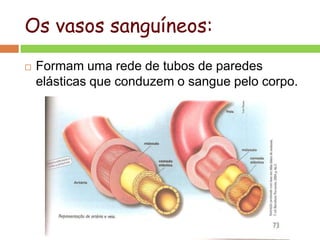 Os vasos sanguíneos:
 Formam uma rede de tubos de paredes
elásticas que conduzem o sangue pelo corpo.
 