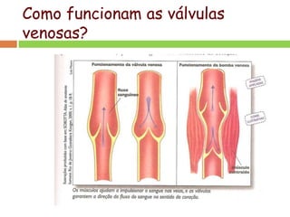 Como funcionam as válvulas
venosas?
 