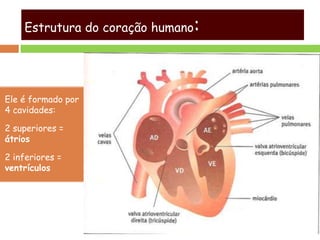 Ele é formado por
4 cavidades:
2 superiores =
átrios
2 inferiores =
ventrículos
Estrutura do coração humano:
 