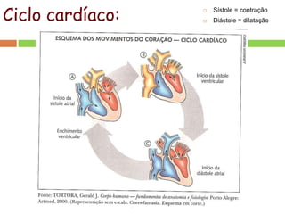 Ciclo cardíaco:  Sístole = contração
 Diástole = dilatação
 
