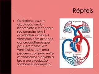 

Os répteis possuem
circulação dupla,
incompleta e fechada e
seu coração tem 3
cavidades- 2 átrio e 1
ventrículo com exceção
dos crocodilianos que
possuem 2 átrios e 2
ventrículos, com uma
pequena conexão entre
os ventrículos e devido a
isso a sua circulação
também é incompleta.

 