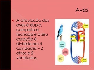 

A circulação das
aves é dupla,
completa e
fechada e o seu
coração é
dividido em 4
cavidades – 2
átrios e 2
ventrículos.

 