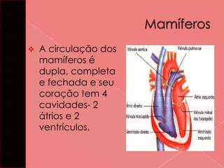 

A circulação dos
mamíferos é
dupla, completa
e fechada e seu
coração tem 4
cavidades- 2
átrios e 2
ventrículos.

 
