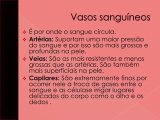 É por onde o sangue circula.
Artérias: Suportam uma maior pressão
do sangue e por isso são mais grossas e
profundas na pele.
 Veias: São as mais resistentes e menos
grossas que as artérias. São também
mais superficiais na pele.
 Capilares: São extremamente finos por
ocorrer nele a troca de gases entre o
sangue e as célulase irrigar lugares
delicados do corpo como o olho e os
dedos .



 