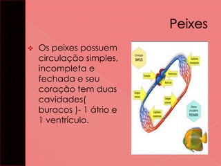 

Os peixes possuem
circulação simples,
incompleta e
fechada e seu
coração tem duas
cavidades(
buracos )- 1 átrio e
1 ventrículo.

 