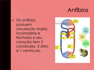 

Os anfíbios
possuem
circulação dupla,
incompleta e
fechada e seu
coração tem 3
cavidades- 2 átrio
e 1 ventrículo.

 