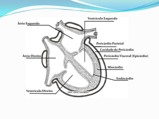Ventrículo Esquerdo
Átrio Esquerdo
Átrio Direito
Ventrículo Direito
Pericárdio Parietal
Cavidade do Pericárdio
Pericárdio Visceral (Epicárdio)
Miocárdio
Endocárdio
 