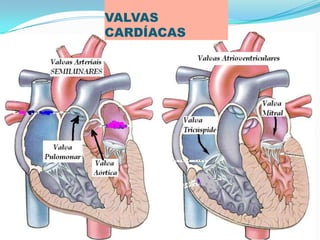 PROF ENF GLEIDSON
VALVAS
CARDÍACAS
 