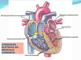 PROF ENF GLEIDSON
CONDUÇÃO
ELÉTRICA DO
MÚSCULO
CARDÍACO
Fibras de condução atrial
Feixe de His
Ramo direito esquerdo
Fibras de Purkinge
Nó atrioventricular (AV)
Nó sinoatrial (SA) ou marcapasso
 