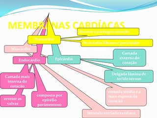 reveste as
valvas
composto por
epitélio
pavimentoso
Camada mais
interna do
coração
Músculo estriado cardíaco
camada média e a
mais espessa do
coração
Endocárdio
Miocárdio
Delgada lâmina de
tecido seroso
Camada
externa do
coração
Epicárdio
MEMBRANAS CARDÍACASReveste e protege o coração
Pericárdio fibroso e pericárdio
seroso
Pericárdio
 